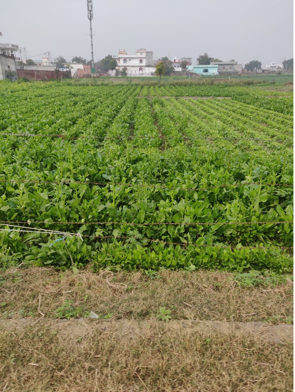 Vegetable farming in Khanpur Japti