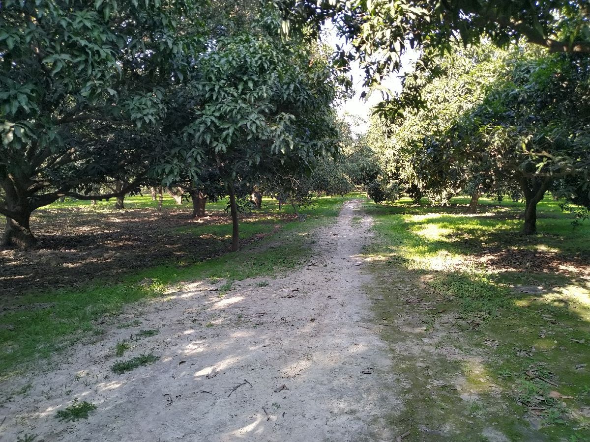 Orchard in Patla