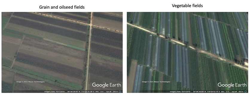 Comparison of grain and vegetable fields in Wuhan